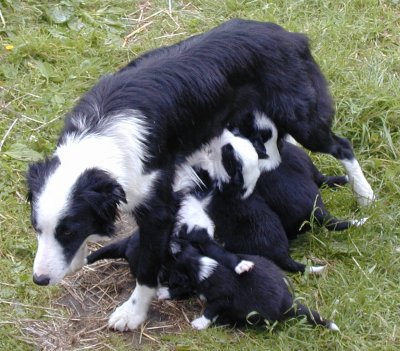 border collie puppies. Border Collie Puppies